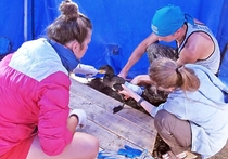На острове Ольхон Ольхонского района волонтеры ФГБУ «Заповедное Прибайкалье» спасли раненого баклана со сломанным крылом, которого обнаружили на побережье Сарайского пляжа туристы