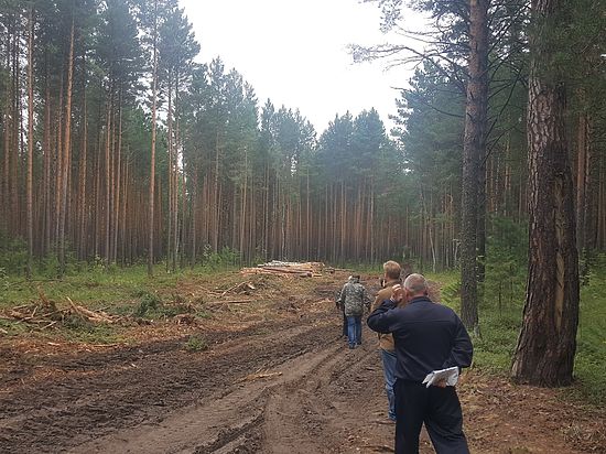 Активисты томского ОНФ выявили незаконные масштабные рубки сосняка на землях гослесфонда