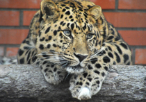 Дальневосточный леопард Николай, пострадавший от браконьерского капкана и поселившийся в зоопитомнике Московского зоопарка, радует сотрудников добродушным нравом