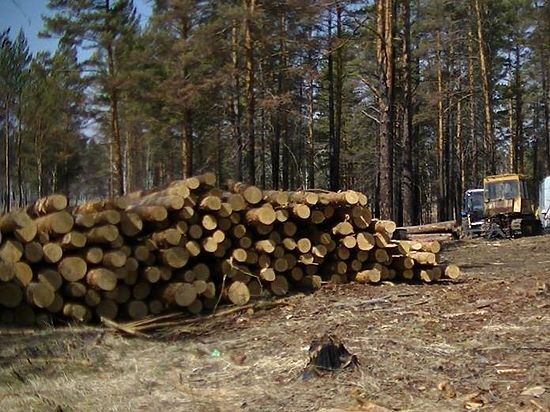 Губернатор Левченко: «В торги по лесным участкам часто пытаются внедриться недобросовестные игроки»