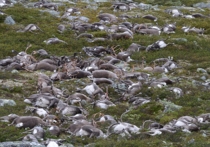 Массовая гибель 323-х диких северных оленей произошла в Норвегии от одного удара молнии
