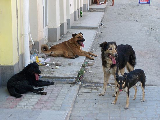 У мэрии Усть-Илимска нет средств для защиты людей от бродячих псов 