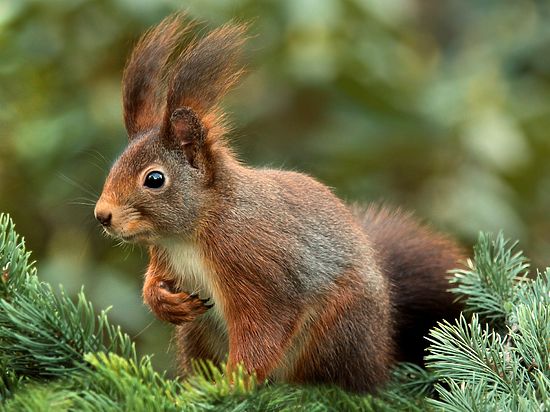 Полиция расследует массовое убийство зверей