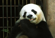 Международный союз охраны природы принял решение перевести больших панд из разряда вымирающих видов в разряд уязвимых