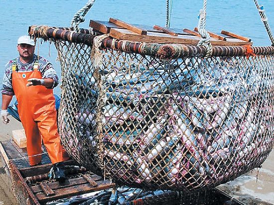 Закон о рыболовстве вызвал споры среди специалистов
