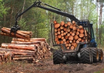 Министерство лесного комплекса Иркутской области заявило о поступлении налогов в региональный бюджет от лесной сферы за первое полугодие 2016 года в размере 1 млрд 917,2 млн, что на 22% больше чем за аналогичный период прошлого года