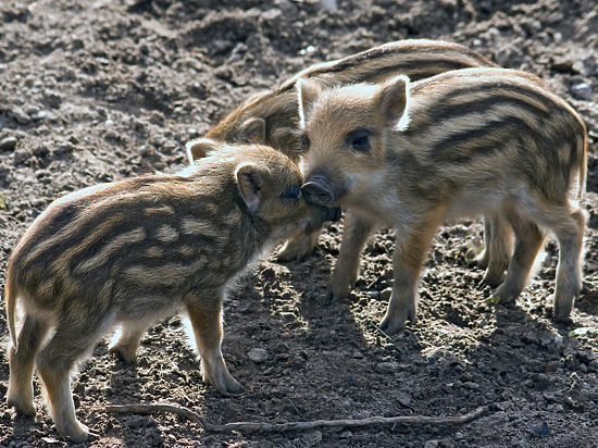 Защитники природы доказали, что дикая свинья не враг Минсельхозу