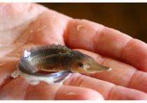 Для поддержания популяции осетровых видов рыб на протяжении многих лет в регионе осуществляются мероприятия по искусственному воспроизводству с выпуском молоди в бассейн реки Енисей