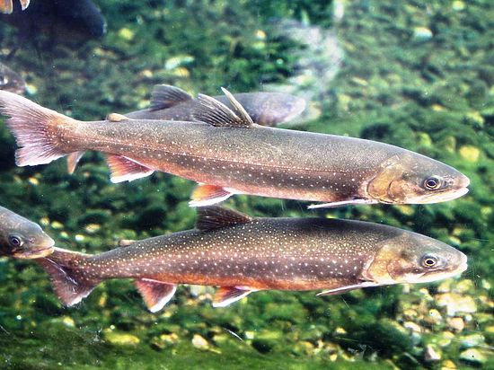 На Камчатке ихтиологи обнаружили две ранее неизученные группы озерных гольцов