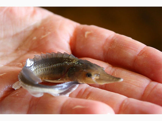 Для поддержания популяции осетровых видов рыб на протяжении многих лет в регионе осуществляются мероприятия по искусственному воспроизводству с выпуском молоди в бассейн реки Енисей.