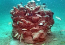 Люди начали создавать искусственные кораллы вместо исчезающих при помощи 3D-печати