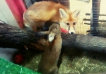 Амур и Тимур возвращаются: в московском зоопарке сдружились лиса и кролик