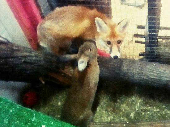 В столичном контактном зоопарке в одном вольере живут лиса и кролик