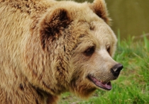 В Сунтарском районе Якутии медведь атаковал группу геологов, работавших на алмазную компанию