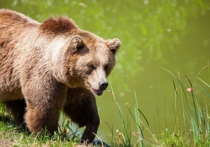 В Якутии нашли останки геолога, на которого ранее напал медведь