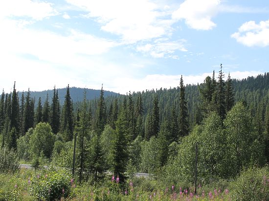 Богучанское лесничество входит в состав Министерства лесного хозяйства Красноярского края.