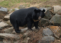 В Хабаровском крае сотрудникам государственного природного заповедника «Большехехцирский» пришлось проложить немало усилий, чтобы вернуть в лес самку гималайского медведя