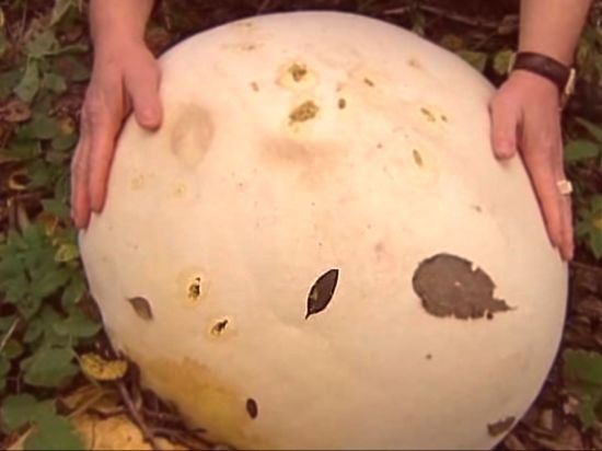 Диаметр плодового тела гиганта-гриба дождевика (лат. Lycoperdon) составил 60 сантиметров