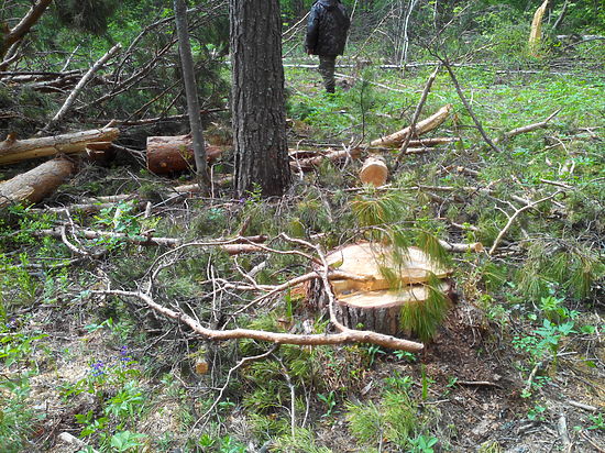 В пригороде Томска  по-прежнему ловят только  мелких «черных лесорубов» - без связей и денег 