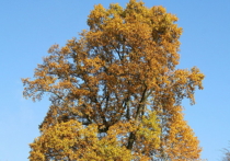Экзотическое дерево из семейства магнолиевых, еще никогда не пускавших корни на территории Московской области, посадили на днях в Подмосковье