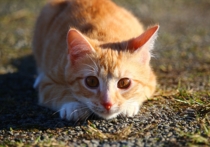 Российские ученые встали на защиту кошек, которых американцы обвинили чуть ли не в экологической катастрофе