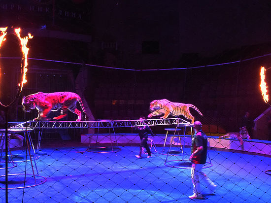 На премьере новой программы Московского цирка Никулина был аншлаг