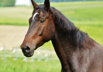 Исследователи, представляющие Норвежский ветеринарный институт, выяснили, что лошади могут сообщать хозяевам о своих пожеланиях с помощью особых знаков