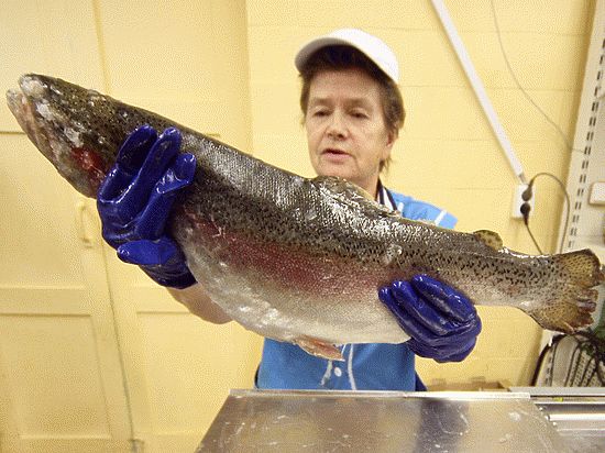 Рыба в Петербурге - виды рыб в городских водоемах и рекреационные возможности