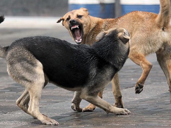 В последнее время все чаще в Интернете можно встретить «охи» и «ахи» зоозащитников, возмущенных самим фактом отлова бродячих собак. 