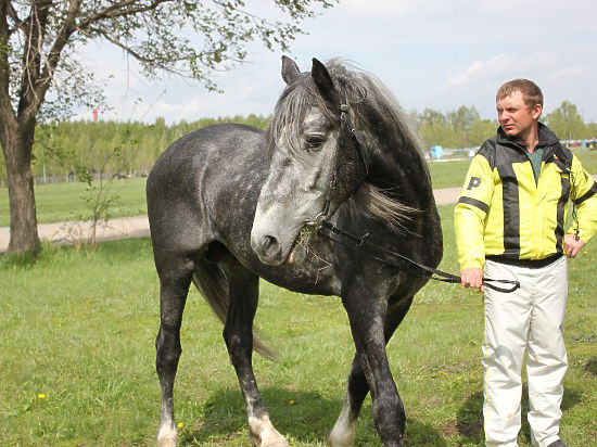 Кубок губернатора Новосибирской области для лошадей орловской породы выиграли новосибирцы