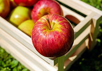 Белоруссия завезла в Россию в пять раз больше яблок, чем успела вырастить