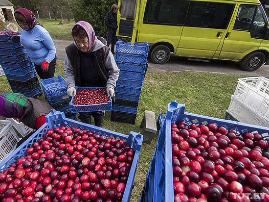 Цены на лесные ягоды гораздо выше, чем на заморские фрукты