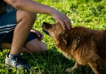 «Гены собачьего дружелюбия» оказались подобны тем, что защищают человека от аутизма