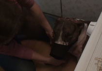 Московский участковый спас от смерти пожилую жительницу Борисовского проезда, на которую 30 сентября напала домашняя собака бойцовской породы