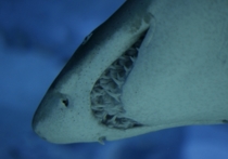 Новый вид вымерших акул открыли специалисты из Университета Де Пола в Чикаго