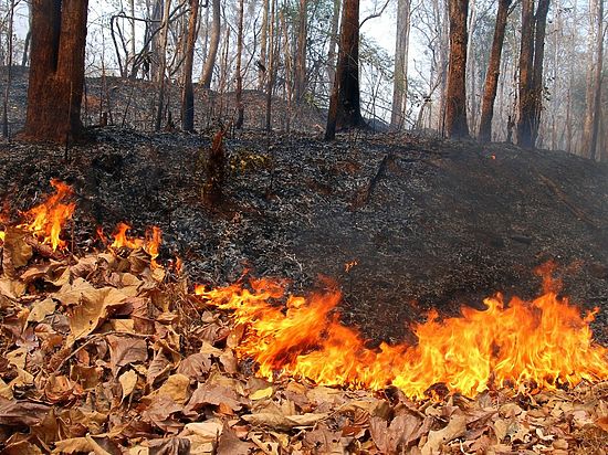 МЧС назвало запоздалой реакцию властей Приангарья на ухудшение лесопожарной обстановки