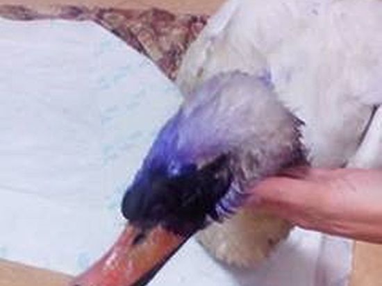 Шок! В Евпатории неизвестные уроды перебили лебедей Шок! В Евпатории неизвестные уроды перебили лебедей