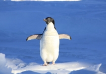Далекие предки современных пингвинов были летающими птицами, однако уже 60 миллионов лет назад пингвины летать не умели