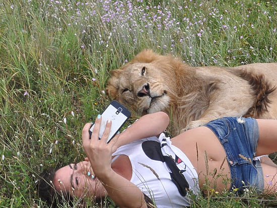 Крымчанам предлагают погладить львов со скидкой 50%