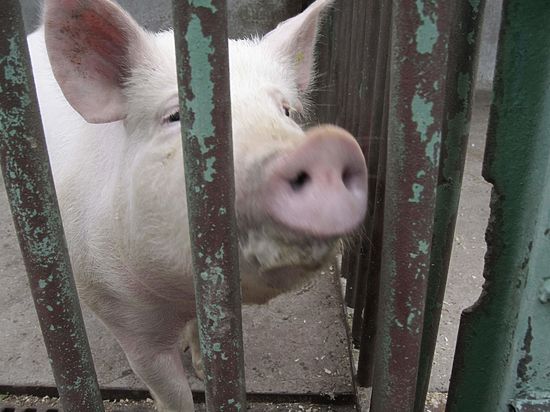 Тульскую область обступила африканская чума свиней