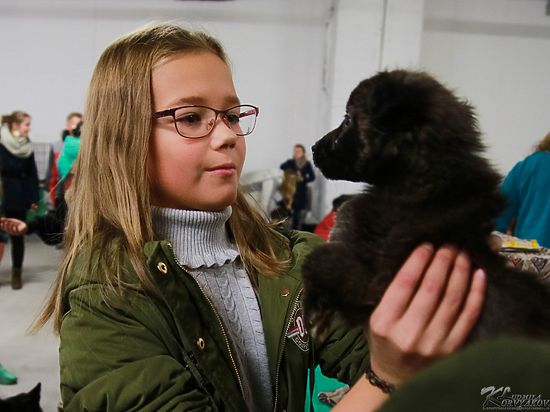 Выставка-раздача бездомных животных в Петрозаводске: Друзей выбирают