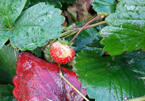 Возможность отведать в разгар осени свежие ягоды с собственного огорода получили владельцы подмосковных грядок