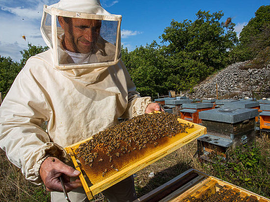 В Иркутской области создан региональный Союз пчеловодов