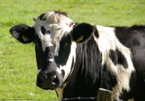 Две коровы стали на днях жертвами ДТП в поселении Филимоновское на территории Новой Москвы