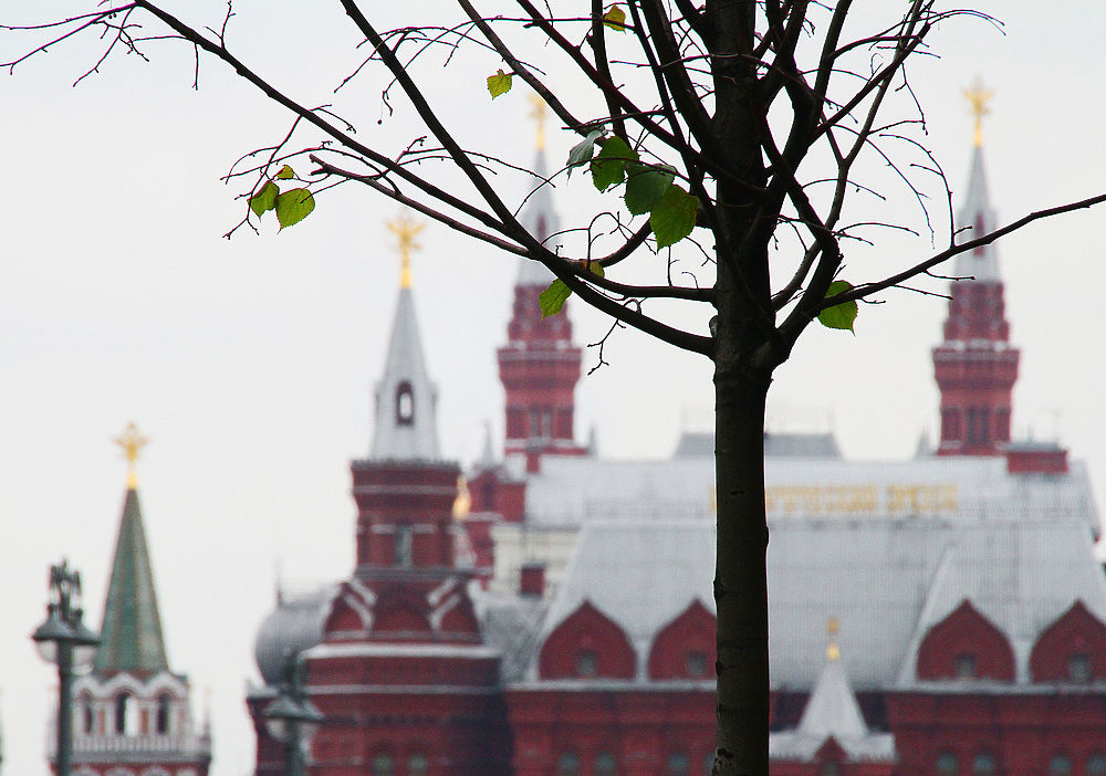 Деревья на Тверской собираются высадить с первым снегом