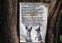 Плакаты, предупреждающие владельцев собак об опасности оставления питомцев на привязи у входа в магазины, могут появиться возле торговых центров