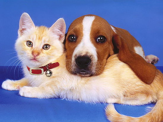 Владельцев кошек и собак на Кубани обязали регистрировать, а также клеймить или чипировать своих питомцев