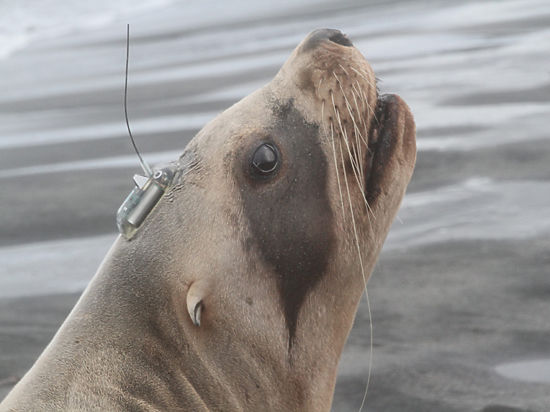Теперь ученые узнают, где живут морские львы