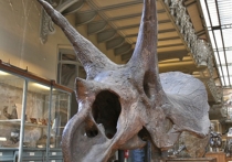 Изучив необычные окаменелости, обнаруженные около 10 лет назад в историческом графстве Суссекс на территории Великобритании, ученые пришли к выводу, что в их распоряжении оказался хорошо сохранившиеся останки мозга динозавра