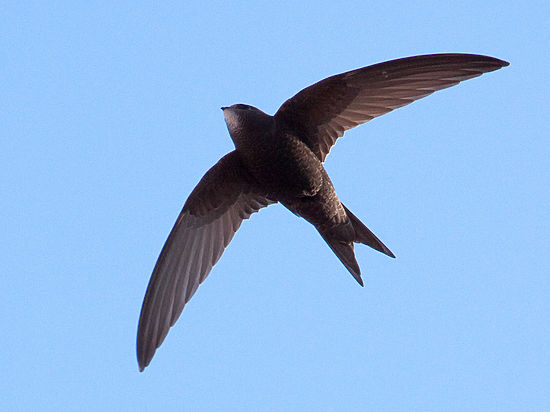 Орнитологи нашли птиц, летающих по 10 месяцев без приземления - МК